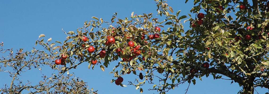 Apfelbaum auf der Streuobstwiese