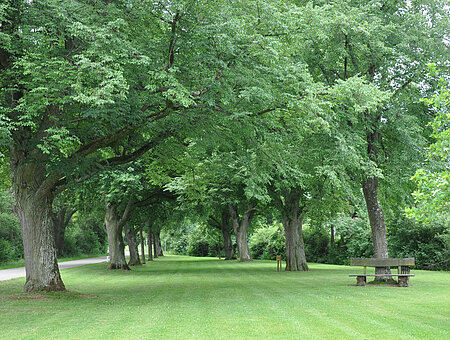 Baumallee in Kattenhochstadt