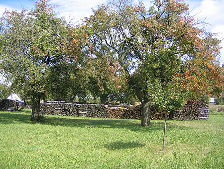 Obstbäume in Theilenhofen