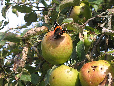 Schmetterling auf der Streuobstwiese