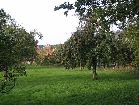 Streuobstwiese bei Thalmannsfeld