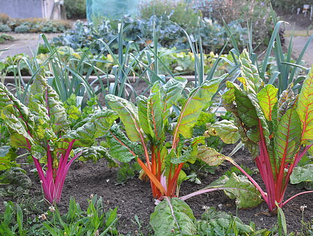 Gemüsebeet im Kreislehrgarten Weißenburg