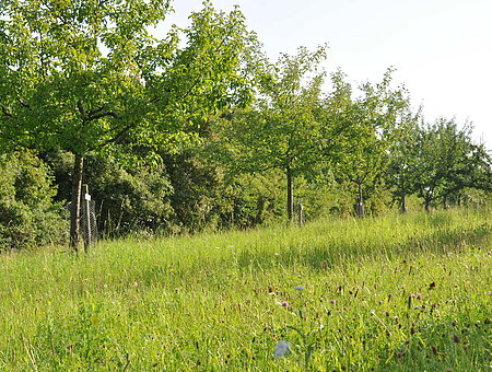 Im Obstlehrgarten Weißenburg