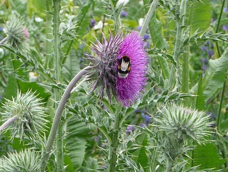 Hummel an Distel, Kerstin Gruber - Freiraumplanung