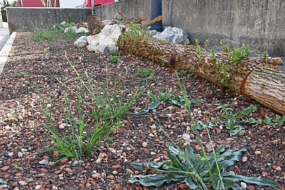 Parkdeck LRA - Holzstamm, Biodiversität