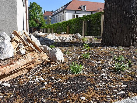 Totholz mit Steinen - Biodiversität