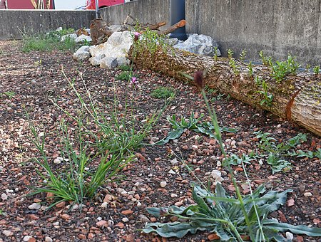 Parkdeck LRA - Holzstamm, Biodiversität