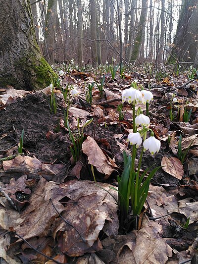 Märzenbecherwald