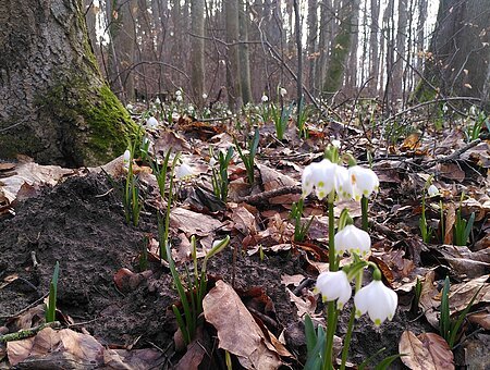 Märzenbecherwald