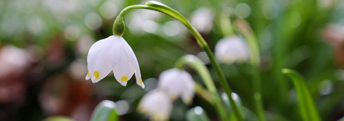 Frühlingserwachen in Altmühlfranken